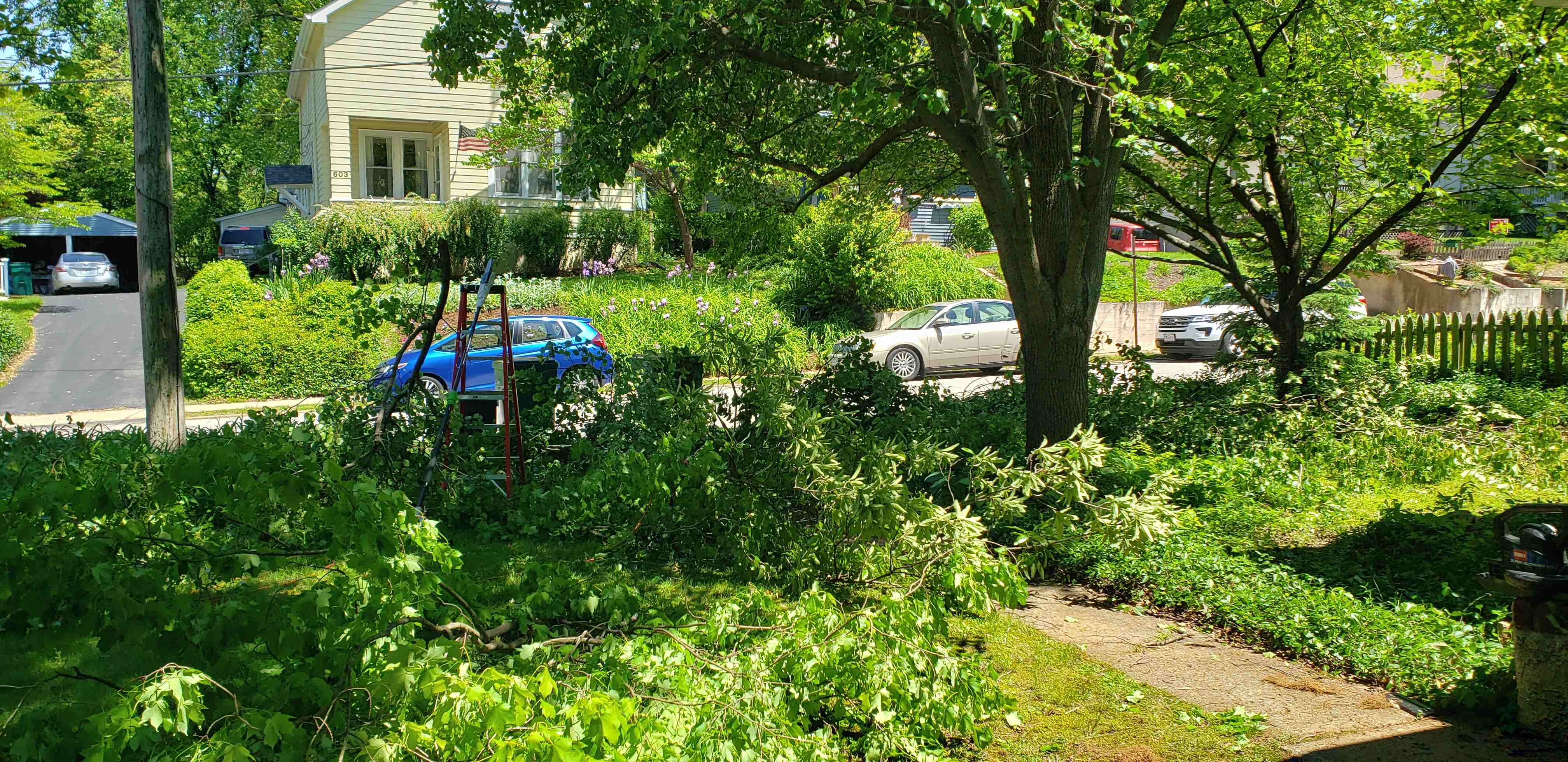 2020-05-09 chainsaw on a stick.jpg
